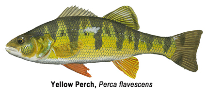 Yellow Perch - Bay De Noc Charters - Upper Michigan Fishing Charters Trips